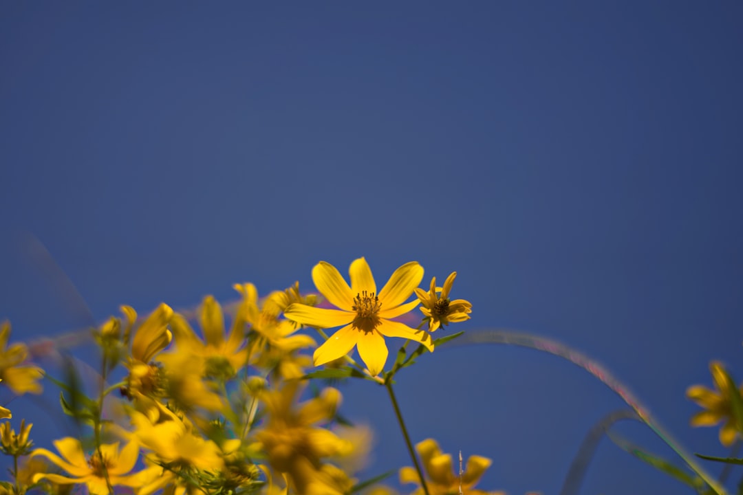 Welcome to Windward Estates Homeowners Association!